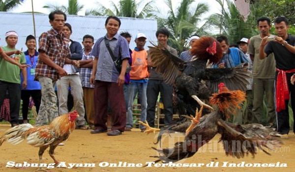 Sabung Ayam Online Terbesar di Indonesia